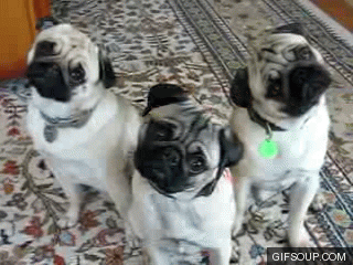 Pugs trying to understand what CRO is